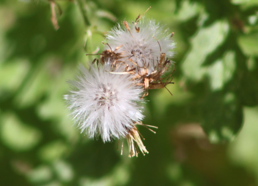 Senecio squalidus / Senecio squallido